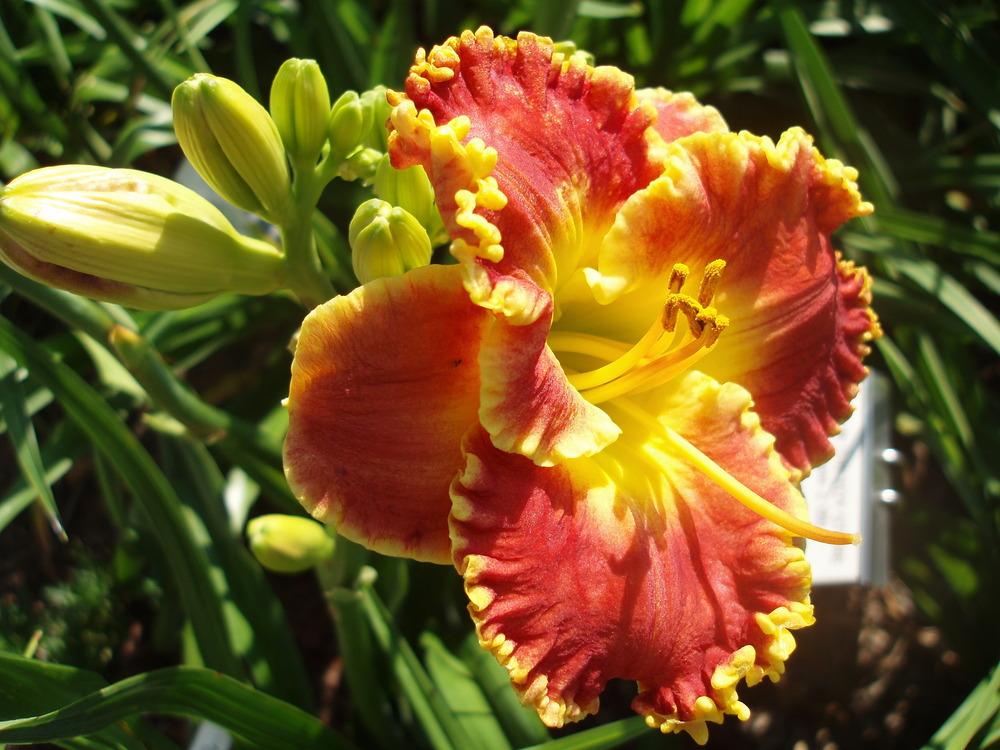 Photo of Daylily (Hemerocallis 'All Dolled Up') uploaded by snickerspooh