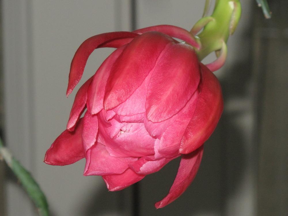 Photo of Epiphyllum 'Matador' uploaded by rocklady