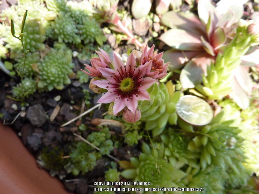 Photo of Hen and Chicks (Sempervivum 'Pixie') uploaded by sandnsea2
