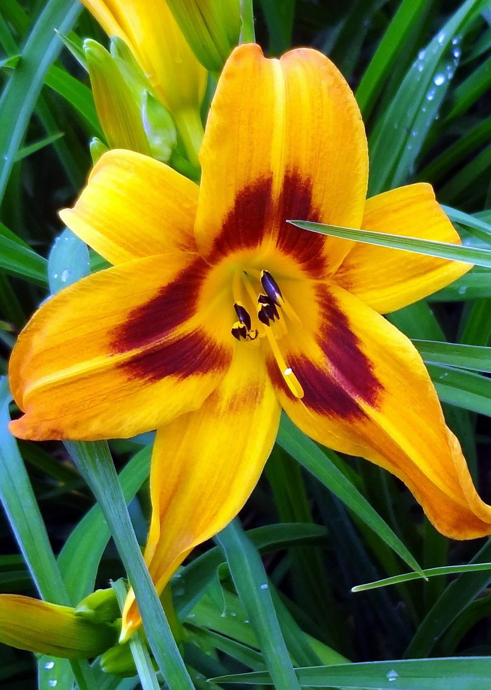 Photo of Daylily (Hemerocallis 'Saratoga Springtime') uploaded by stilldew