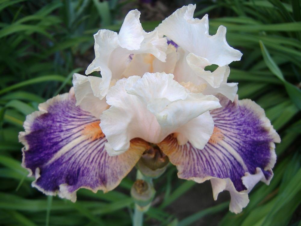Photo of Tall Bearded Iris (Iris 'Made You Look') uploaded by tveguy3