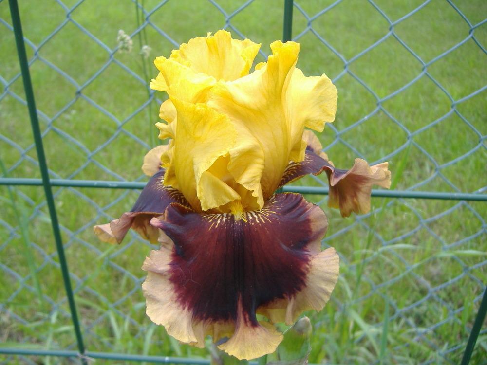 Photo of Tall Bearded Iris (Iris 'Mastery') uploaded by tveguy3