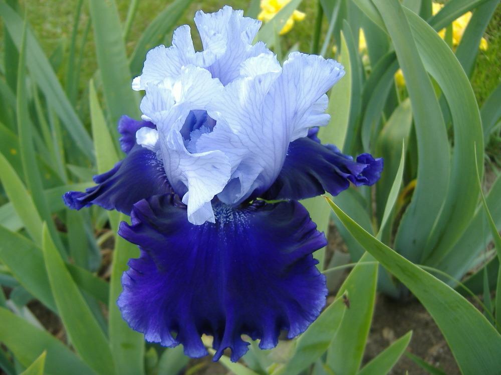Photo of Tall Bearded Iris (Iris 'Rainy River') uploaded by tveguy3
