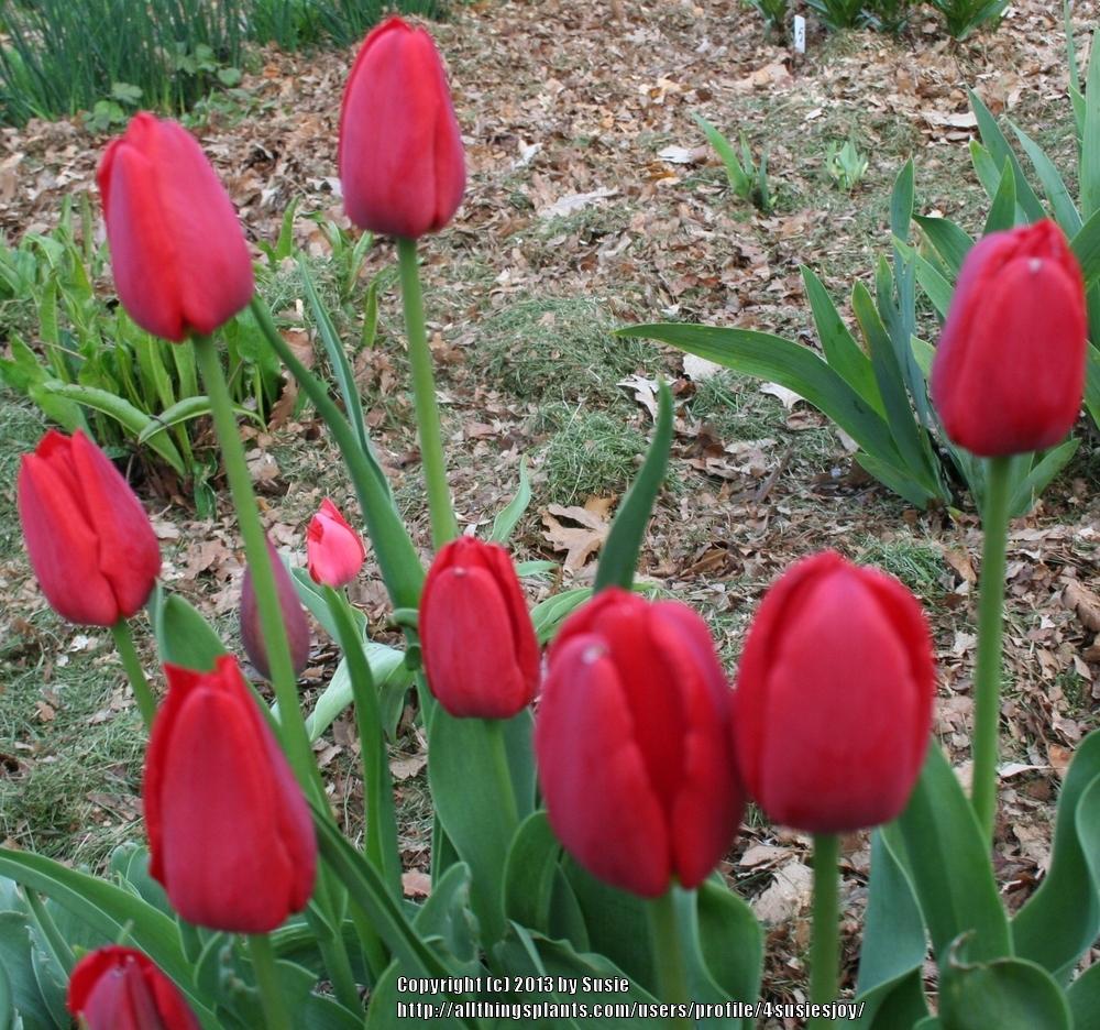 Photo of Single Late Tulip (Tulipa 'Kingsblood') uploaded by 4susiesjoy
