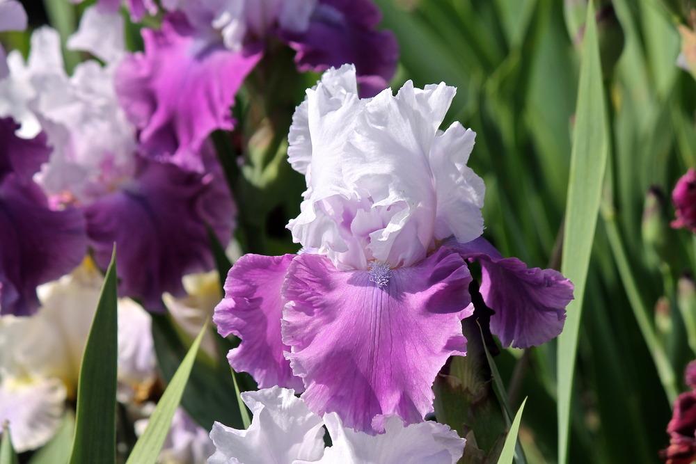 Photo of Tall Bearded Iris (Iris 'Only in Dreams') uploaded by ARUBA1334