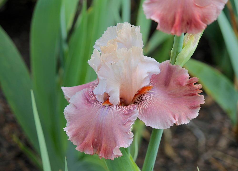 Photo of Tall Bearded Iris (Iris 'Champagne and Strawberries') uploaded by ARUBA1334