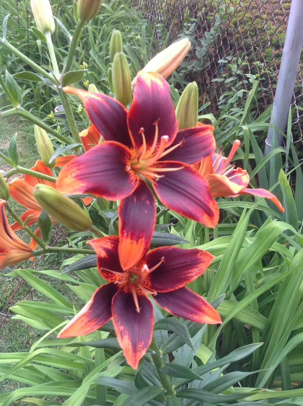 Photo of Asiatic Lily (Lilium 'Forever Susan') uploaded by Lilydaydreamer