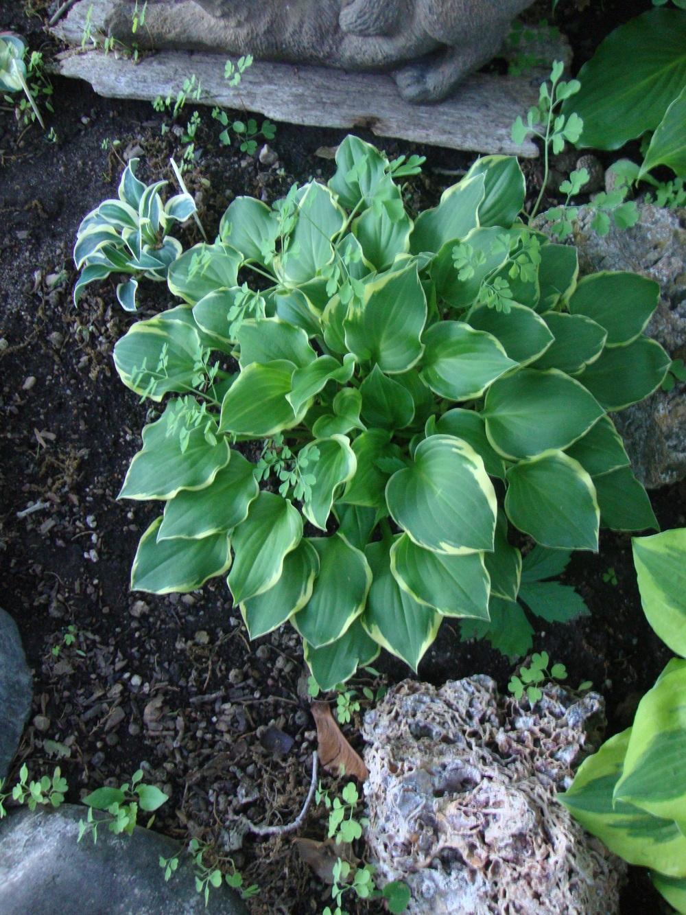 Photo of Hosta 'Lakeside Baby Face' uploaded by Paul2032