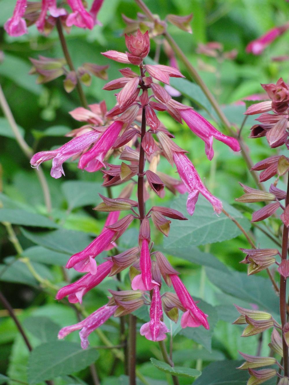Photo of Salvia 'Wendy's Wish' uploaded by Sheridragonfly