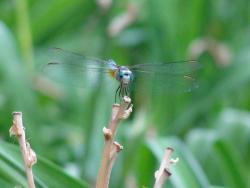 Thumb of 2013-06-10/Sheridragonfly/bf908a