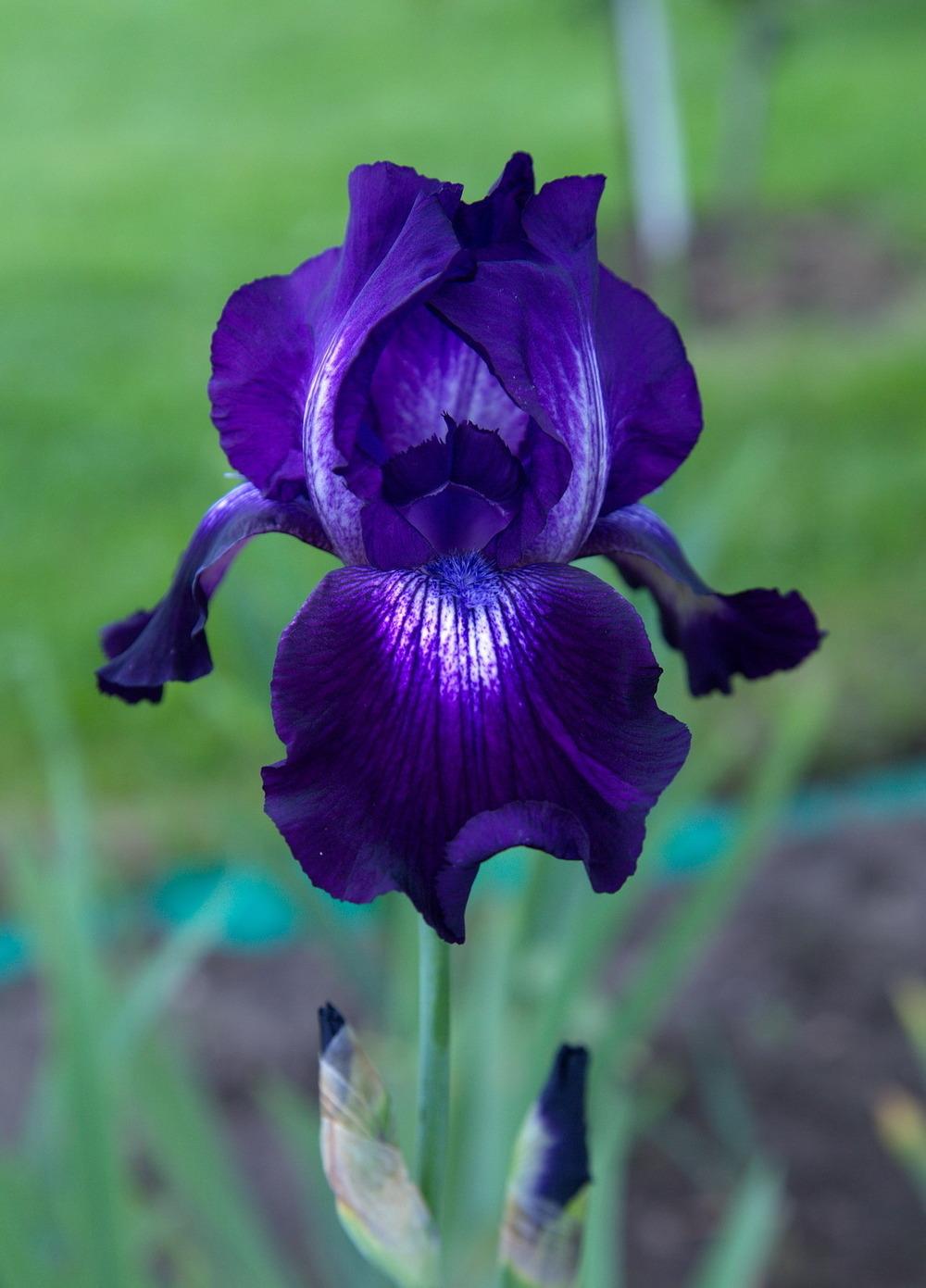 Photo of Tall Bearded Iris (Iris 'Exotic Star') uploaded by eko123