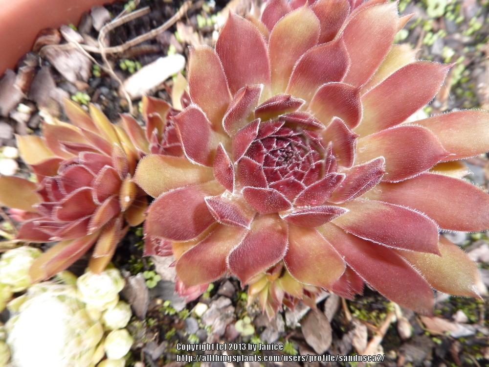 Photo of Hen and Chicks (Sempervivum 'Oh My') uploaded by sandnsea2
