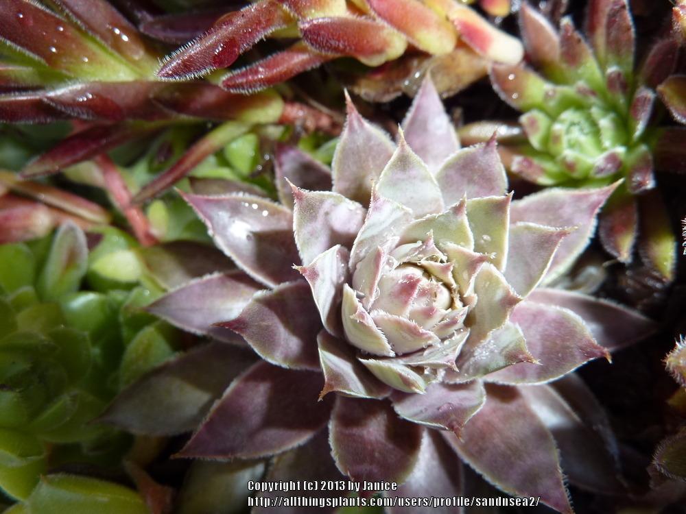 Photo of Hen and Chicks (Sempervivum 'Mulberry Wine') uploaded by sandnsea2