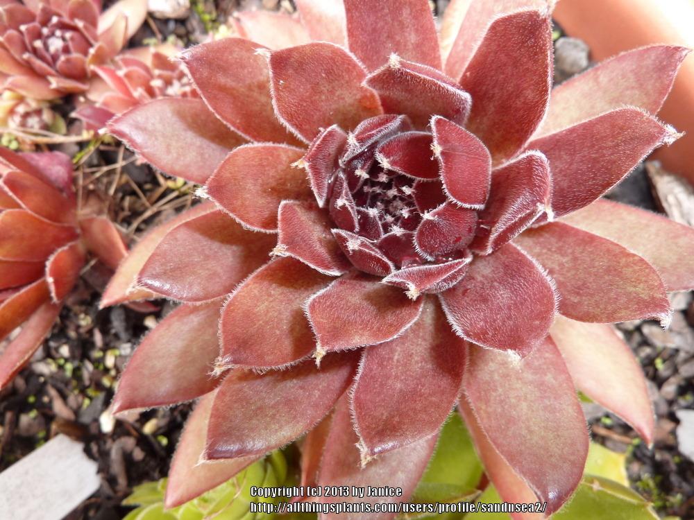Photo of Hen and Chicks (Sempervivum 'Afterglow') uploaded by sandnsea2