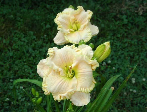 Photo of Daylily (Hemerocallis 'Quiet Time') uploaded by shive1