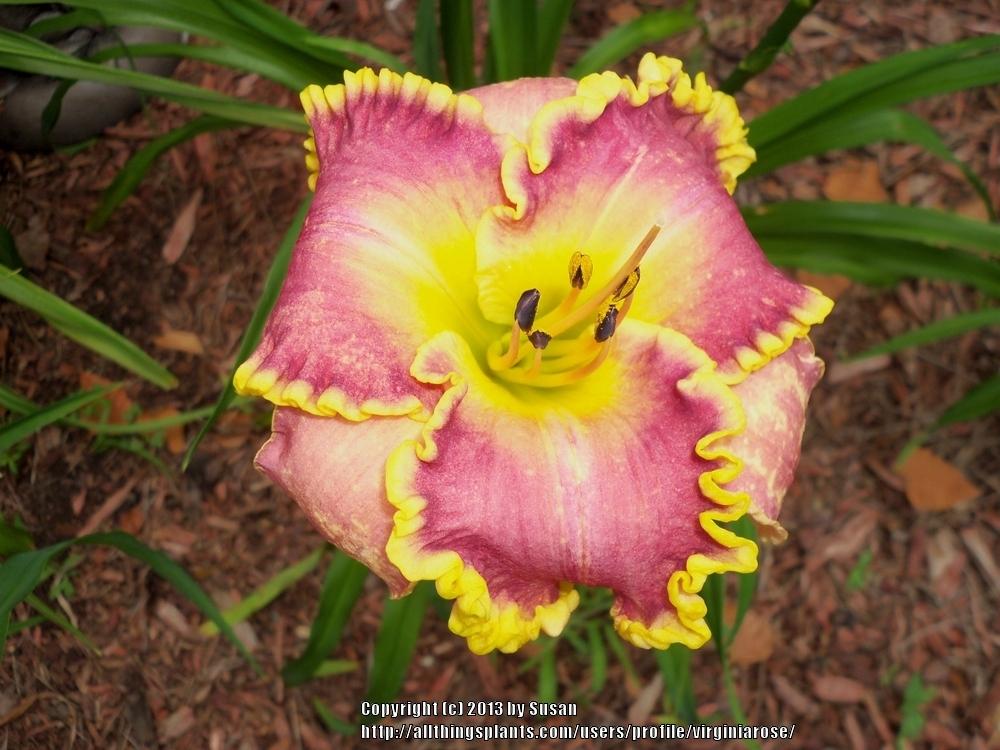 Photo of Daylily (Hemerocallis 'Jerry Nettles') uploaded by virginiarose