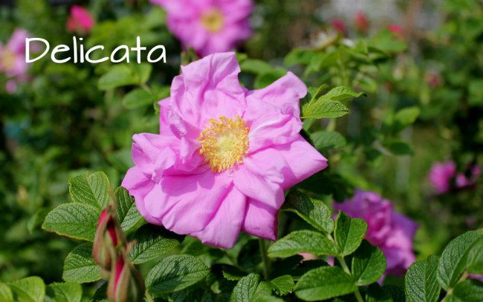 Photo of Rose (Rosa 'Delicata') uploaded by Cottage_Rose