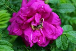 Thumb of 2013-06-11/Cottage_Rose/975c9a