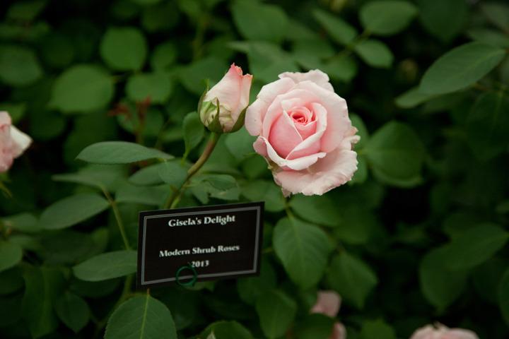 Photo of Rose (Rosa 'Gisela's Delight') uploaded by Mike