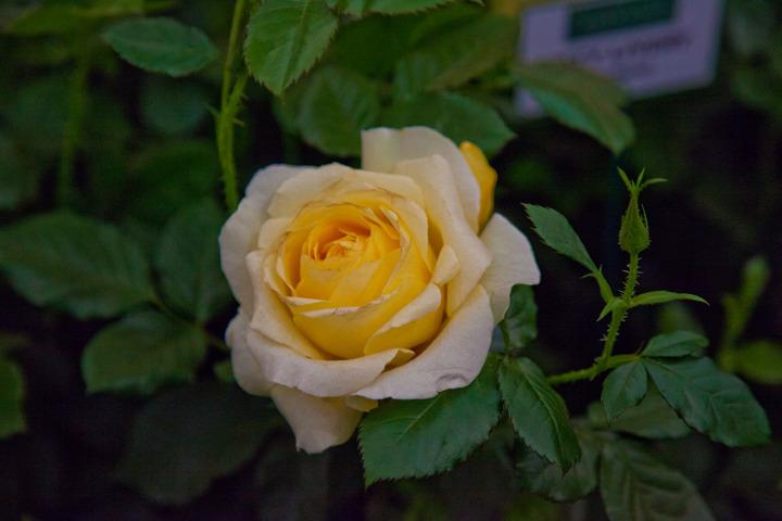 Photo of Rose (Rosa 'City Livery') uploaded by Mike