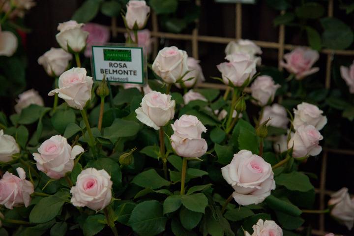 Photo of Rose (Rosa 'Rosa Belmonte') uploaded by Mike