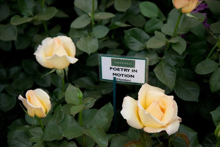 Photo of Rose (Rosa 'Gift of Life') uploaded by Mike