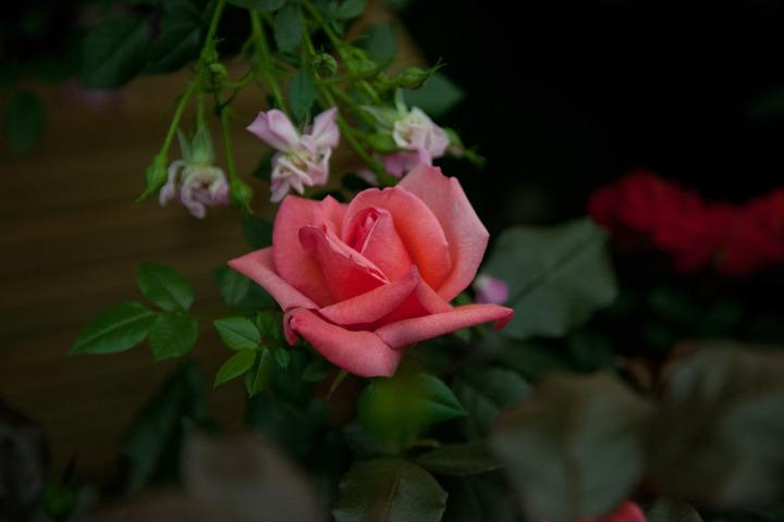 Photo of Rose (Rosa 'Gordon's College') uploaded by Mike