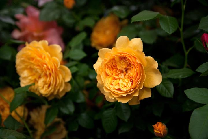 Photo of Rose (Rosa 'Leah Tutu') uploaded by Mike