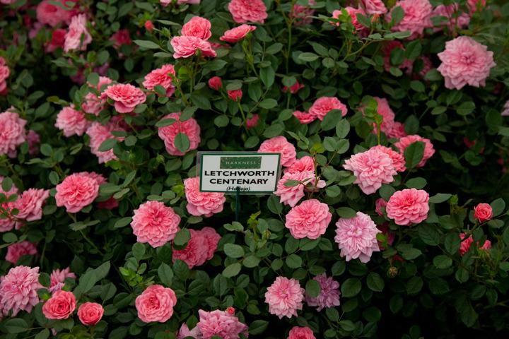 Photo of Rose (Rosa 'Letchworth Centenary') uploaded by Mike