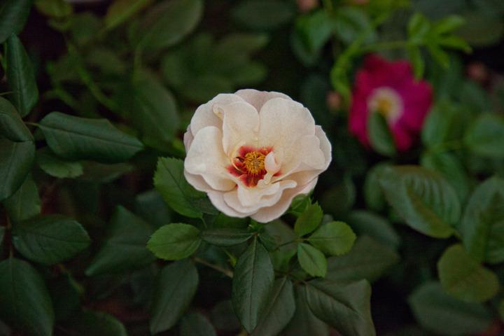 Photo of Rose (Rosa 'Alissar, Princess of Phoenicia') uploaded by Mike