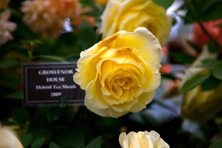 Photo of Rose (Rosa 'Grosvenor House') uploaded by Mike