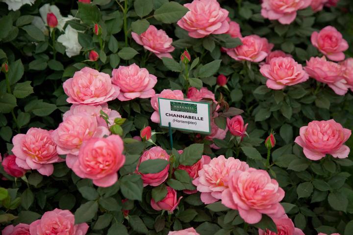 Photo of Rose (Rosa 'Channabelle') uploaded by Mike