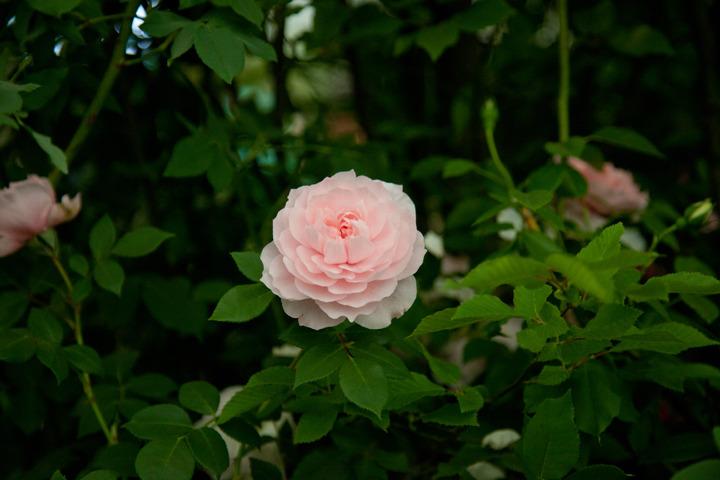 Photo of Rose (Rosa 'Dunham Massey') uploaded by Mike