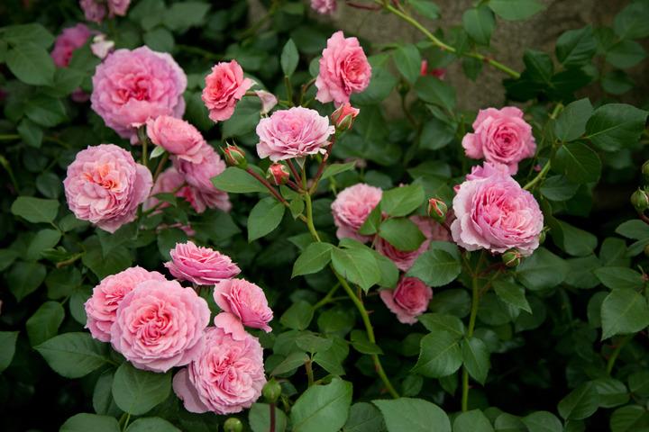 Photo of Rose (Rosa 'Pippin') uploaded by Mike