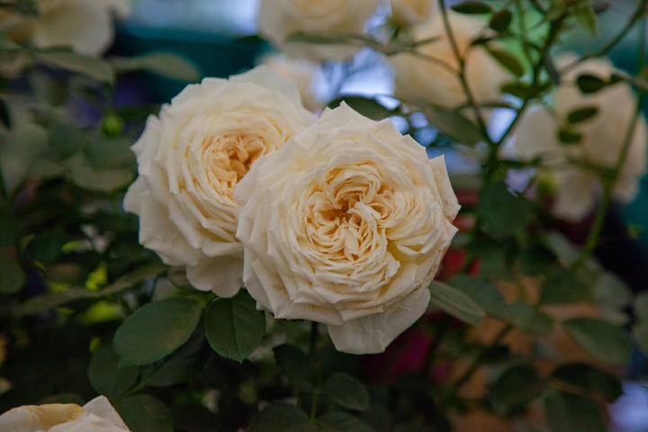 Photo of Rose (Rosa 'Cream Abundance') uploaded by Mike
