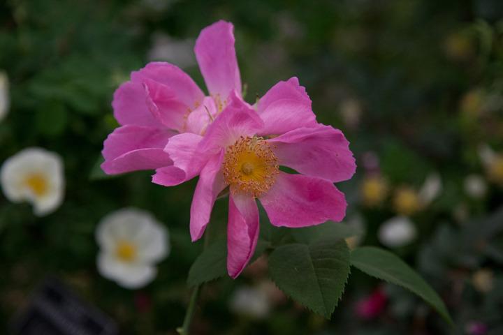 Photo of Rose (Rosa 'Complicata') uploaded by Mike