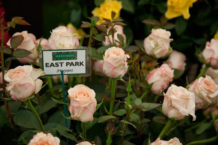 Photo of Rose (Rosa 'East Park') uploaded by Mike