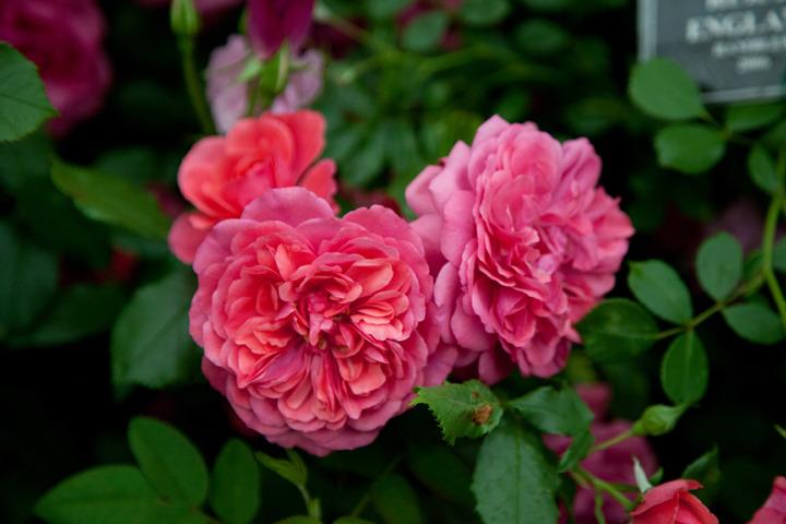 Photo of Rose (Rosa 'Rosarium Uetersen') uploaded by Mike
