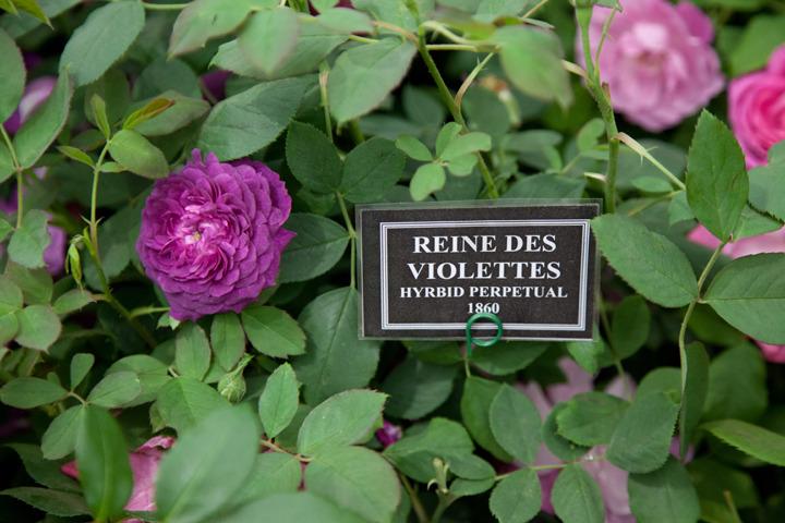 Photo of Rose (Rosa 'Reine des Violettes') uploaded by Mike