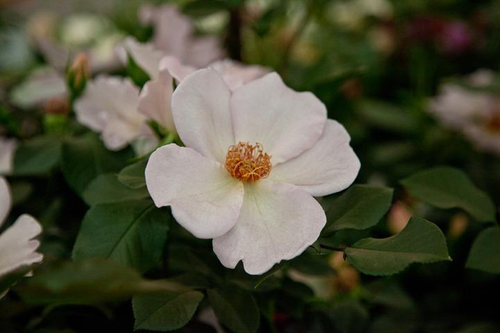 Photo of Rose (Rosa 'The Simple Life') uploaded by Mike