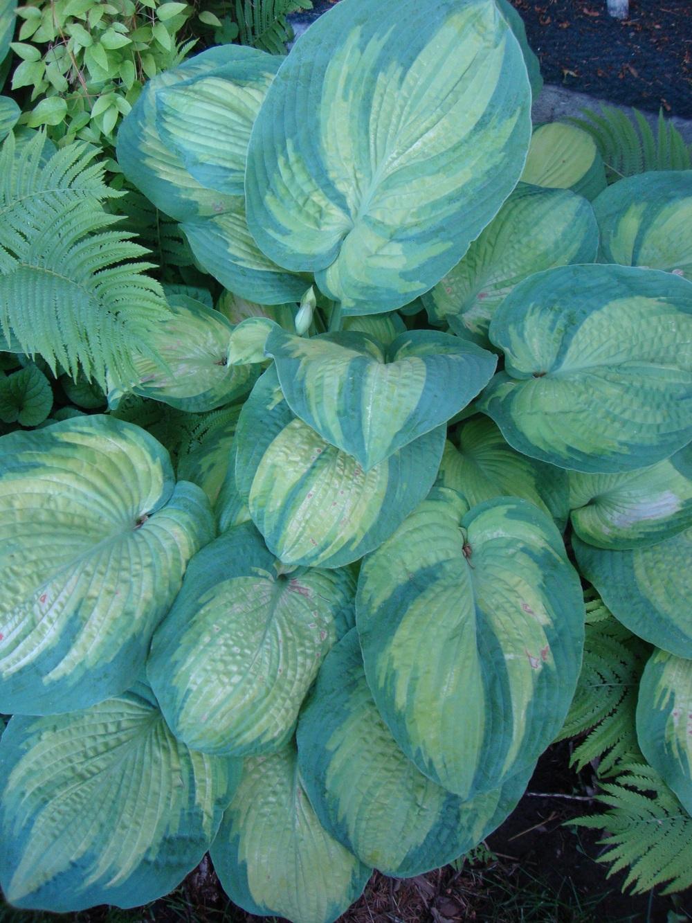 Photo of Hosta 'Color Glory' uploaded by Paul2032
