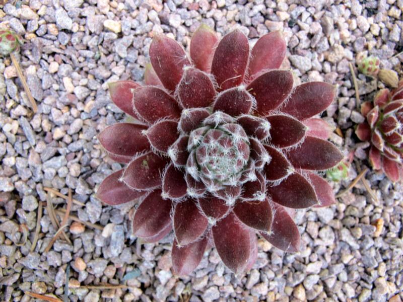 Photo of Hen and Chicks (Sempervivum 'Silver Queen') uploaded by goldfinch4