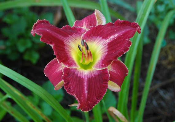 Photo of Daylily (Hemerocallis 'Strolling in the Roses') uploaded by shive1