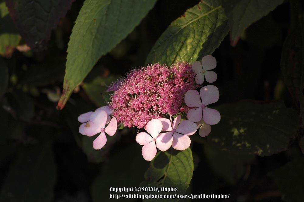 Photo of Lacecap Hydrangea (Hydrangea macrophylla Midnight Duchess®) uploaded by tinpins