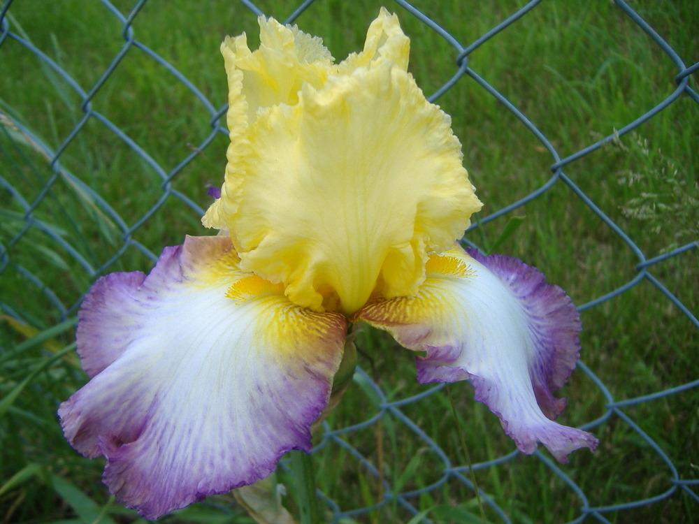 Photo of Tall Bearded Iris (Iris 'Kiss of Kisses') uploaded by tveguy3
