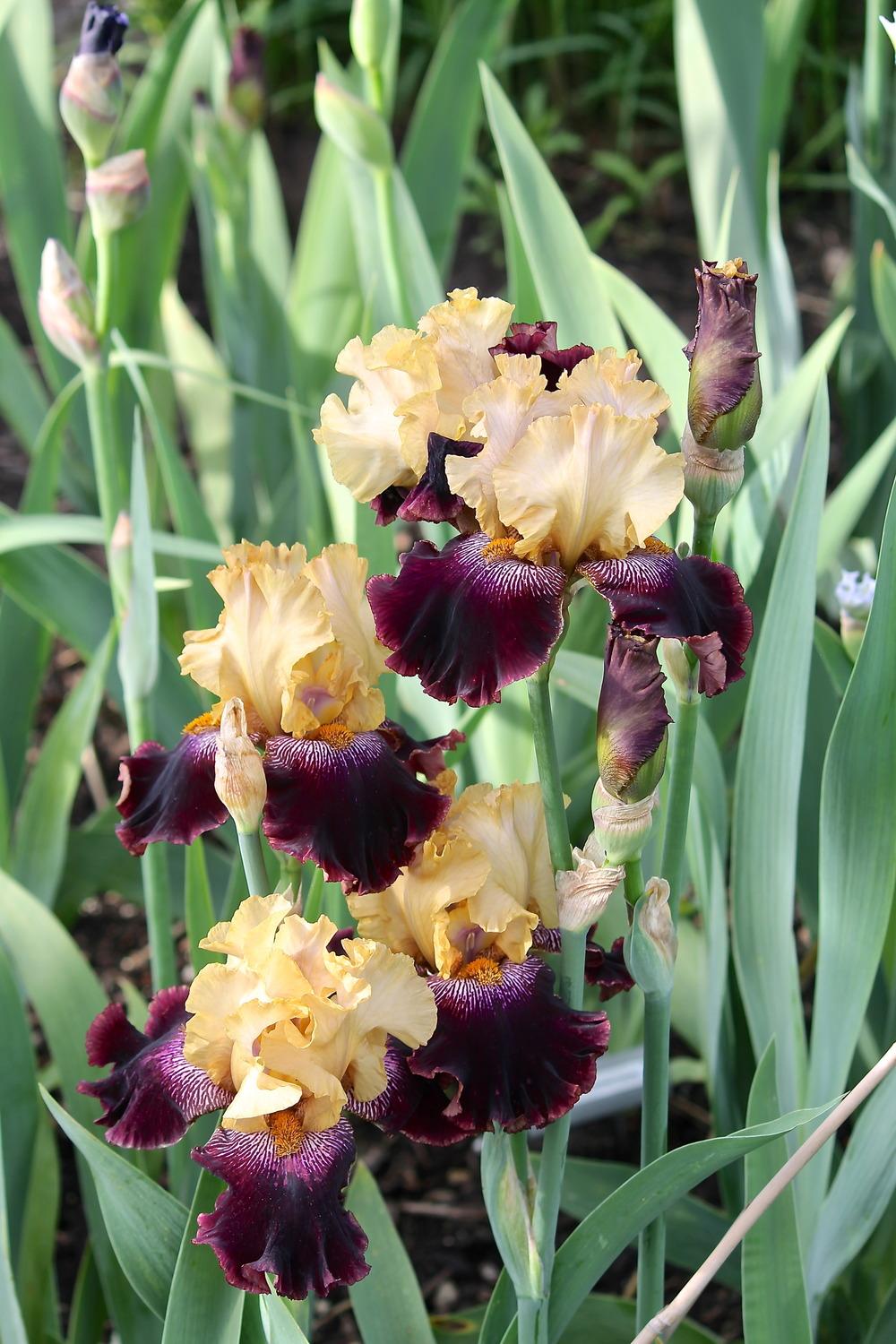 Photo of Tall Bearded Iris (Iris 'Buga Gera') uploaded by ARUBA1334