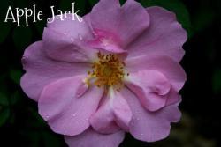 Thumb of 2013-06-12/Cottage_Rose/331a41