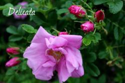 Thumb of 2013-06-12/Cottage_Rose/97c27d