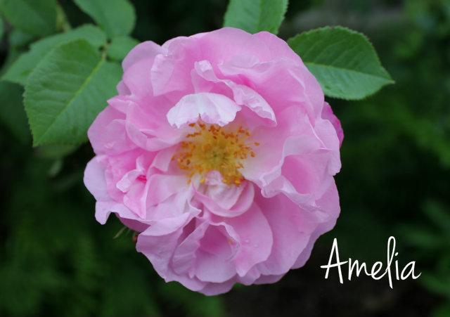 Photo of Rose (Rosa 'Amelia') uploaded by Cottage_Rose