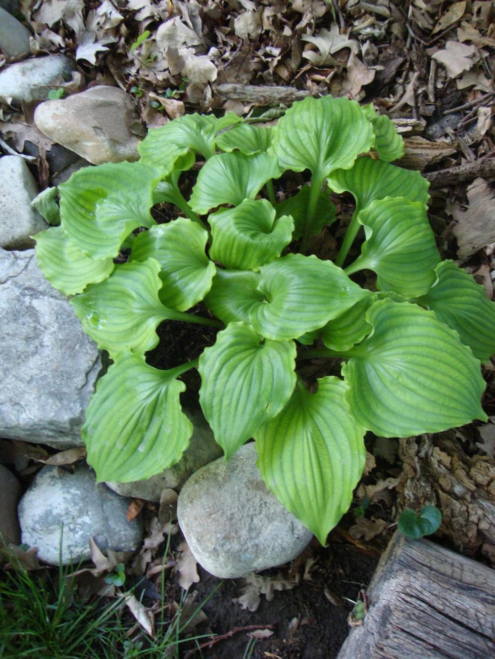 Photo of Hosta 'Candy Dish' uploaded by Paul2032